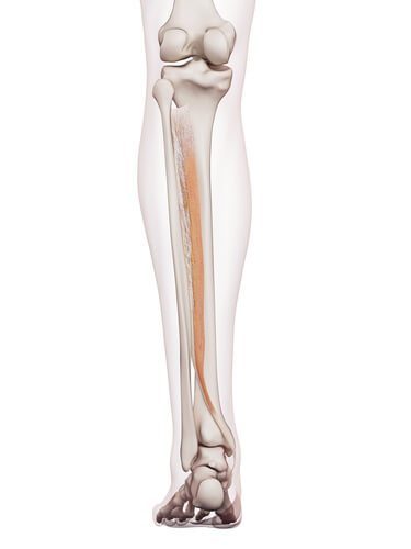 足首痛とふくらはぎの関係、バレエ・ダンスのケガの治
