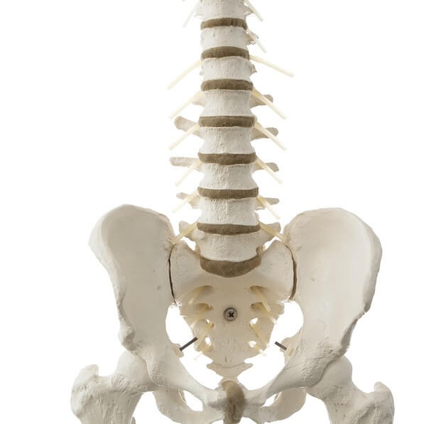骨盤と脊柱は仙腸関節でつながっている、バレエ・ダンスのケガの治療、バレエ治療院あんじゅ
