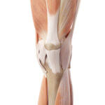 膝周りの筋肉、構造、バレエ治療院あんじゅ