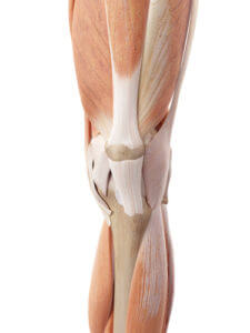 膝周りの筋肉、構造、バレエ治療院あんじゅ