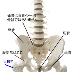 股関節の解説、ターンアウトのためには大腿骨の外旋が欠かせません。大腿骨が外旋されているとき、大転子は横から斜め後ろに回ります。バレエ治療院あんじゅ解説