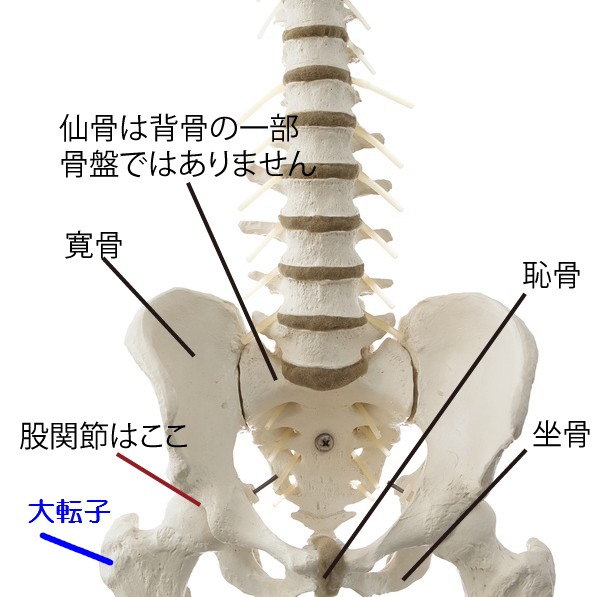 股関節の解説、ターンアウトのためには大腿骨の外旋が欠かせません。大腿骨が外旋されているとき、大転子は横から斜め後ろに回ります。
バレエ治療院あんじゅ解説