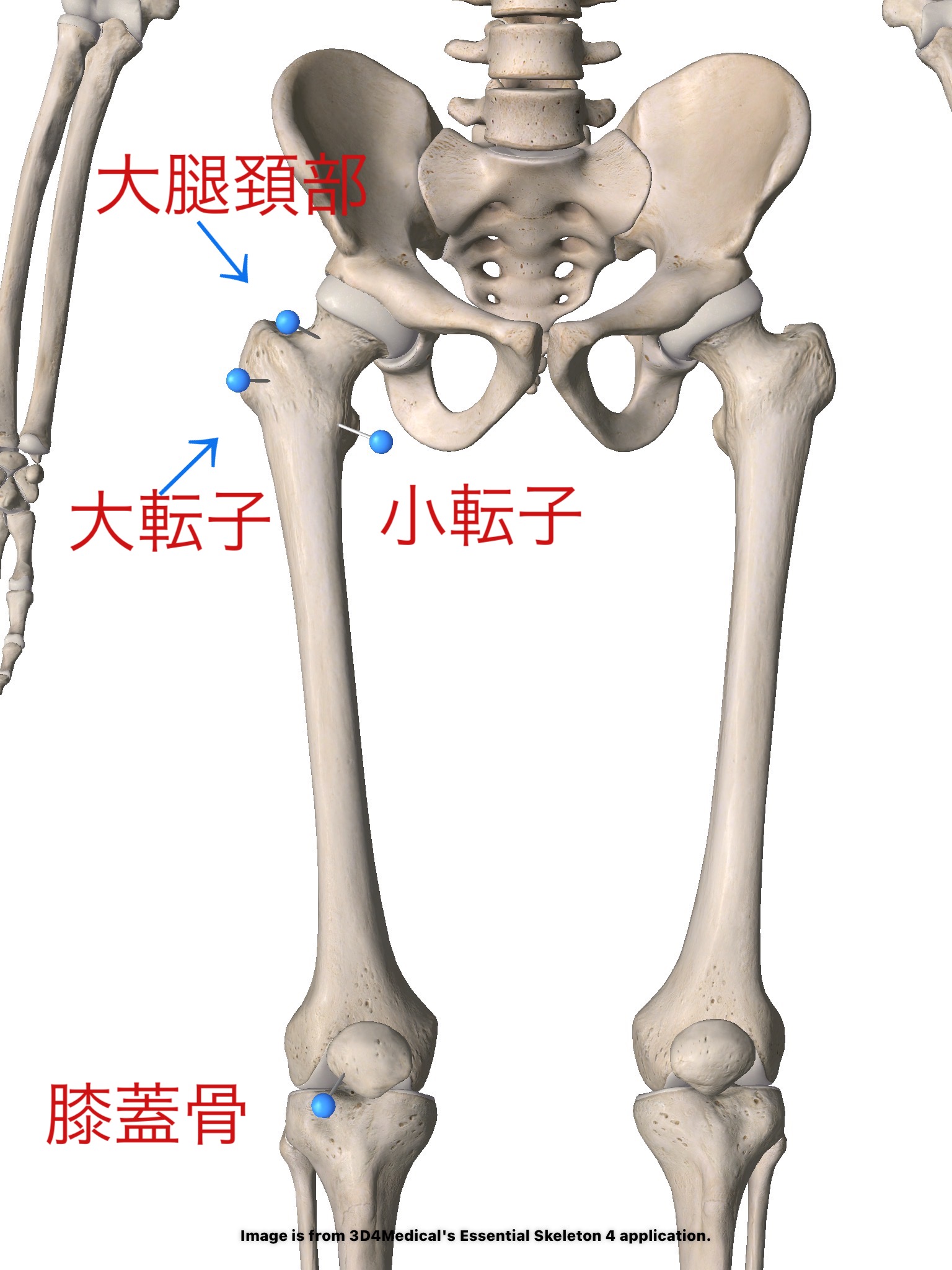 大転子とは?ーバレエ・ダンスで目立つ【出っ張り】の正体整え方ー 解剖学 大腿骨2 – バレエ治療院あんじゅ