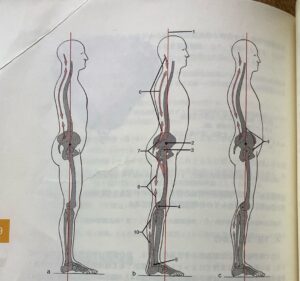 人体解剖学ハンドブック、立位姿勢分析、バレエの解剖学、バレエ治療院あんじゅ
